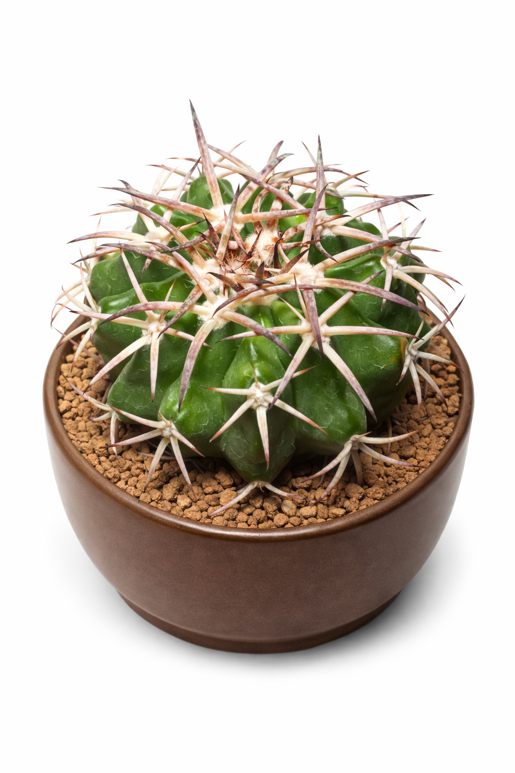 Discocactus sp. succulent cactus with thick green ribs and long sharp spines in brown pot