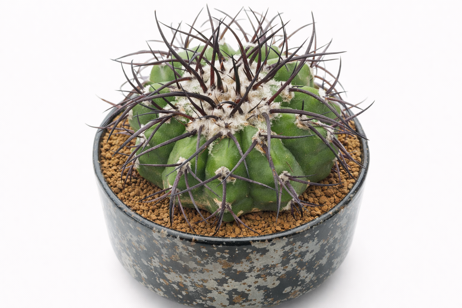 Discocactus sp. cactus succulento con spine scure e areole lanose bianche in vaso maculato