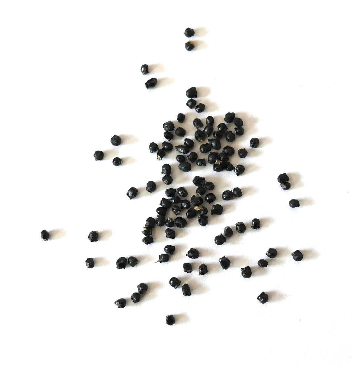 Discocactus spinosior black cactus seeds scattered on white background