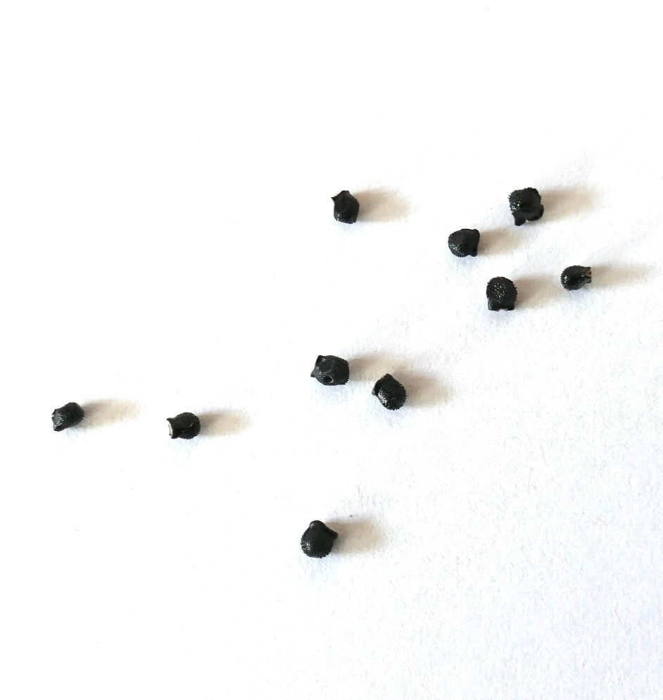 Discocactus spinosior small black cactus seeds on white background
