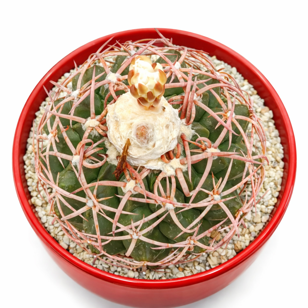 Discocactus subviridigriseus rare cactus with pink spines and woolly top in red pot