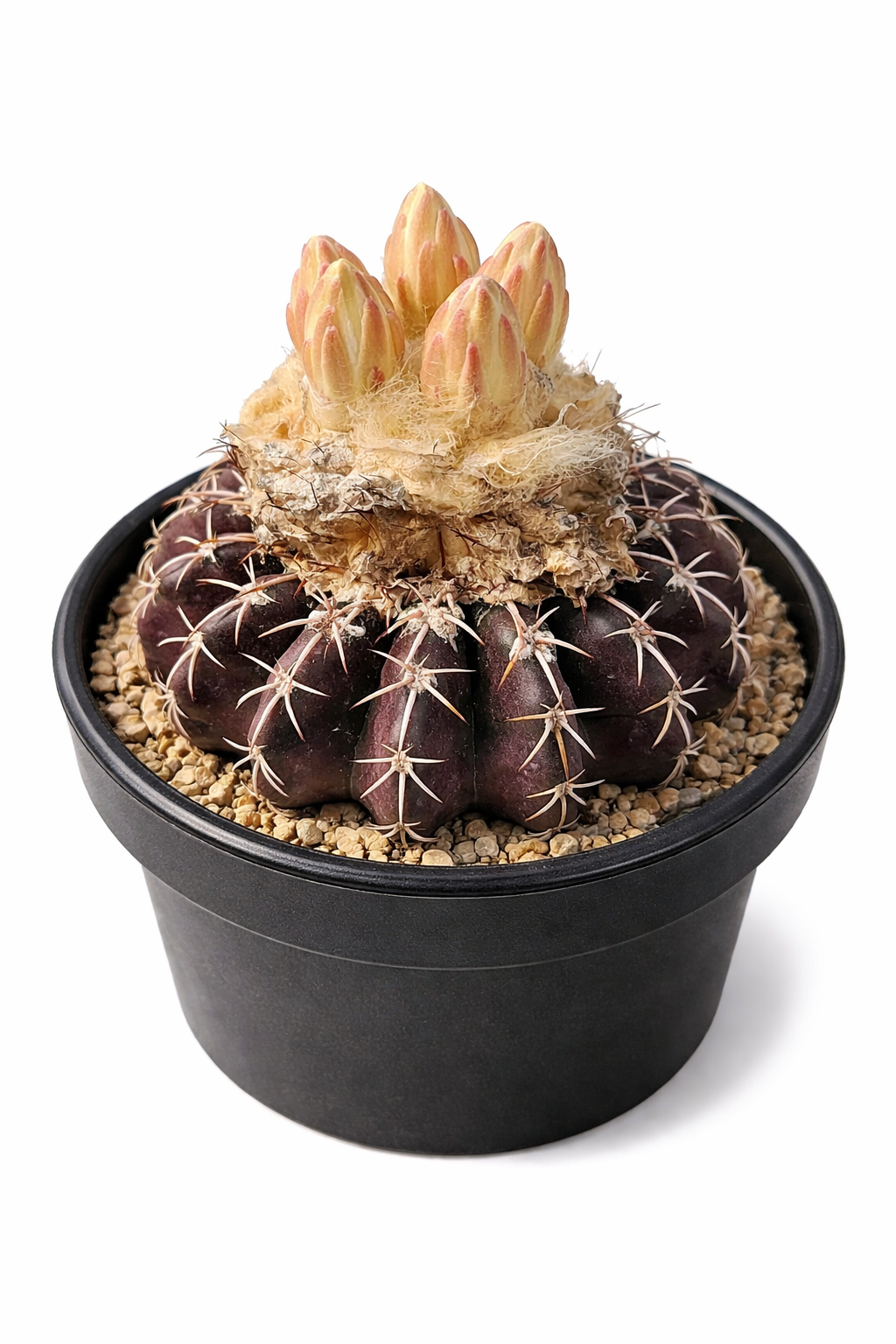 Discocactus woutersianus dark purple cactus with creamy yellow flower buds in black pot