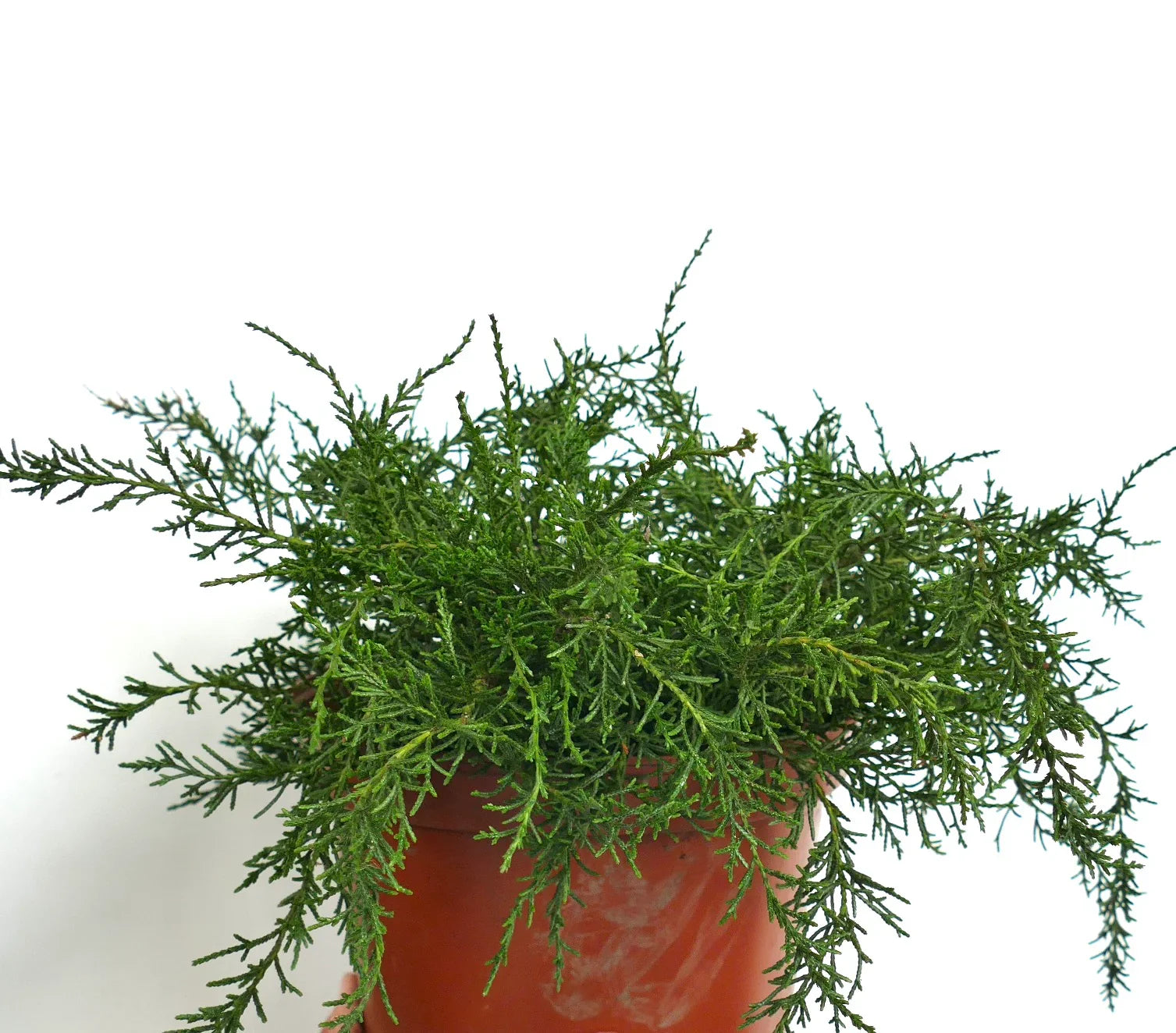 Diselma archeri dense green foliage with fine needle-like leaves in terracotta pot