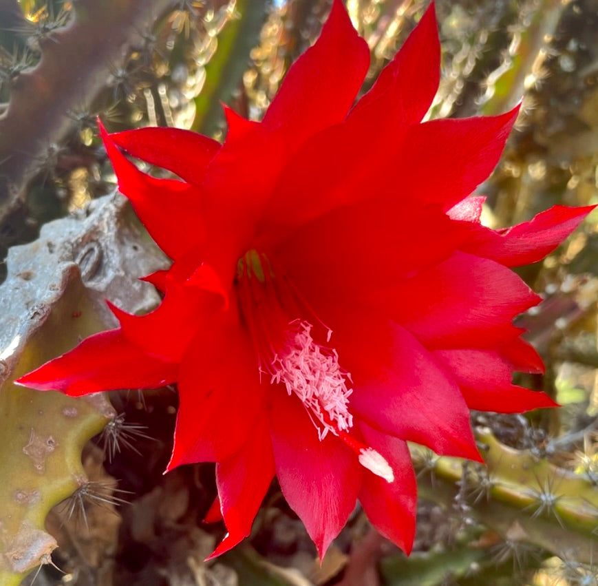 Fiore di cactus rosso brillante Disocactus elegantissimus con sfondo di stelo verde spinoso