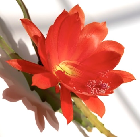Disocactus speciosus bright red cactus flower with yellow center and green stem