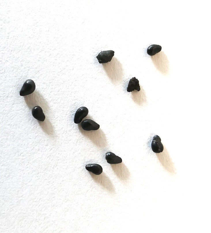 Disocactus speciosus var. amecamensis black cactus seeds on white background