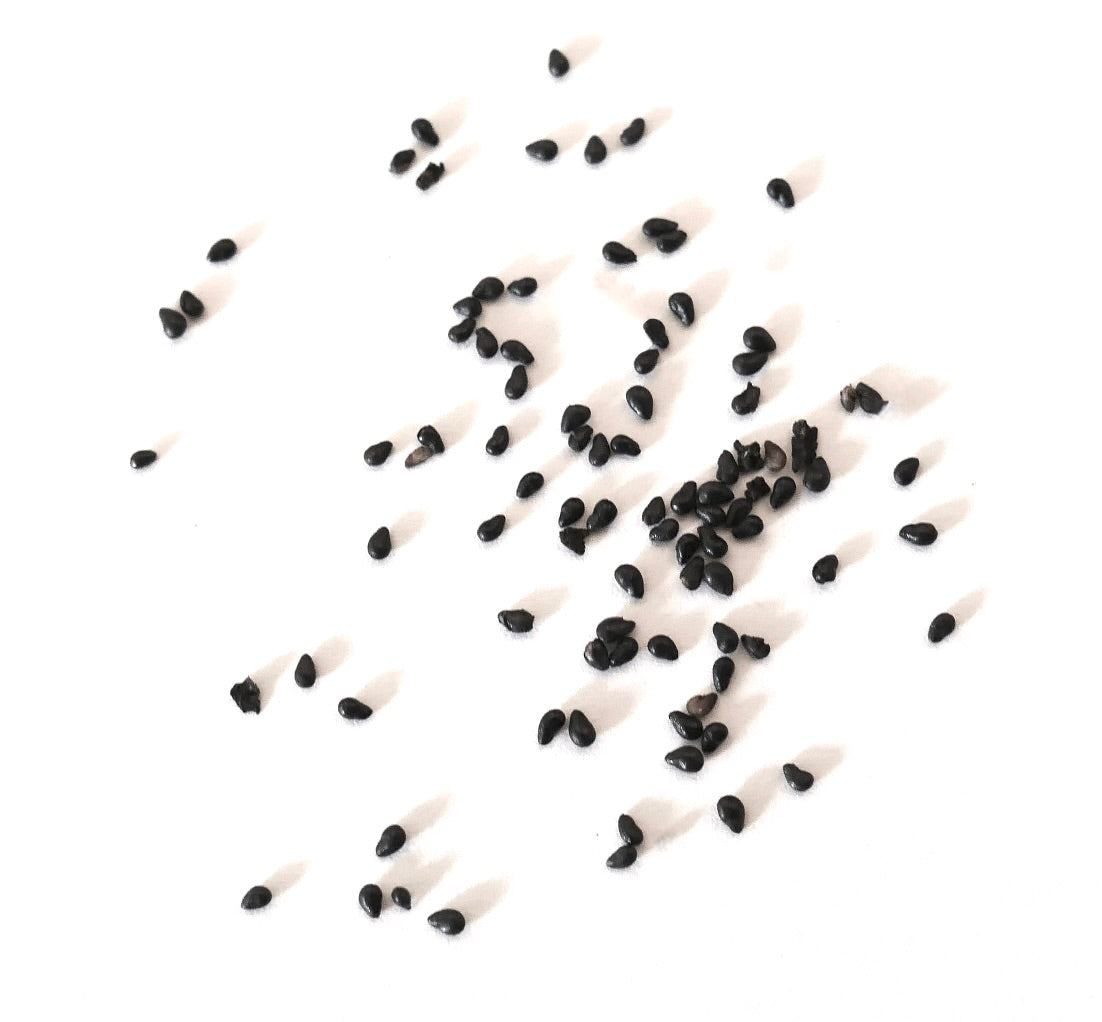 Disocactus speciosus var. amecamensis small black seeds on white background