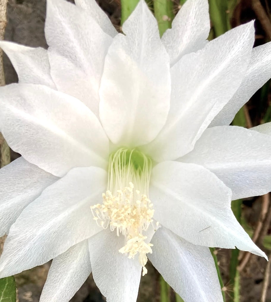 Disocactus speciosus var. amecamensis large white cactus flower with delicate petals and stamens