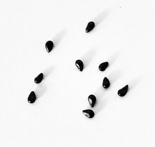 Disocactus speciosus var. bierianus black seeds scattered on white background