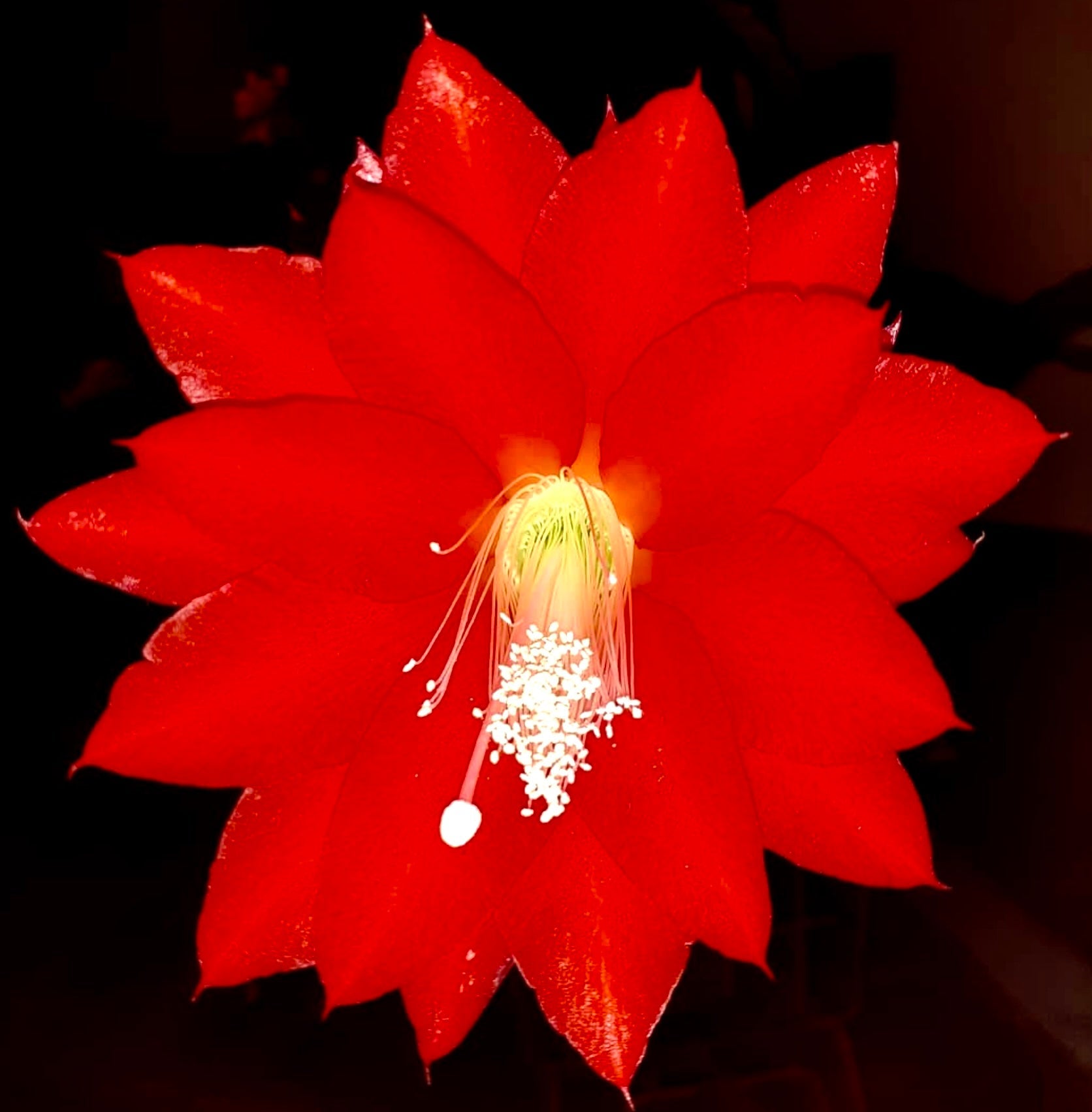 Disocactus speciosus var. bierianus bright red cactus flower with prominent white stamens