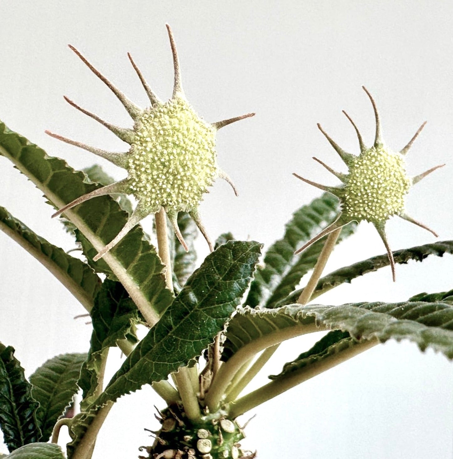 Dorstenia crispa raro succulento con infiorescenze giallo-verdi spinose e foglie strutturate