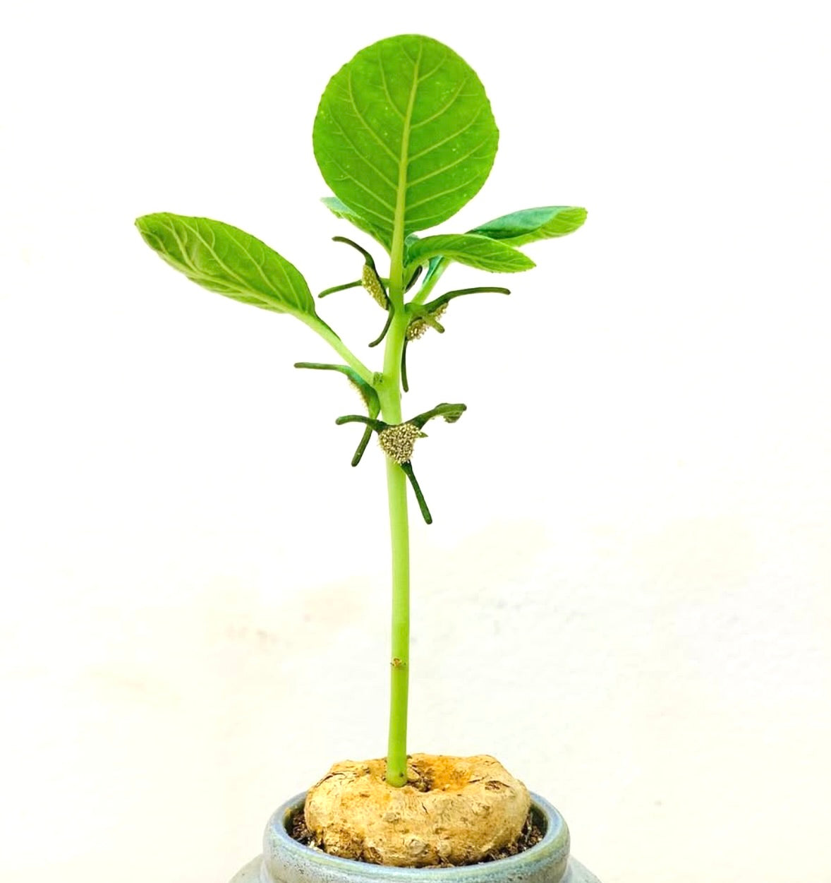 Dorstenia cuspidata rare caudiciform succulent with green leaves and tuberous base in pot