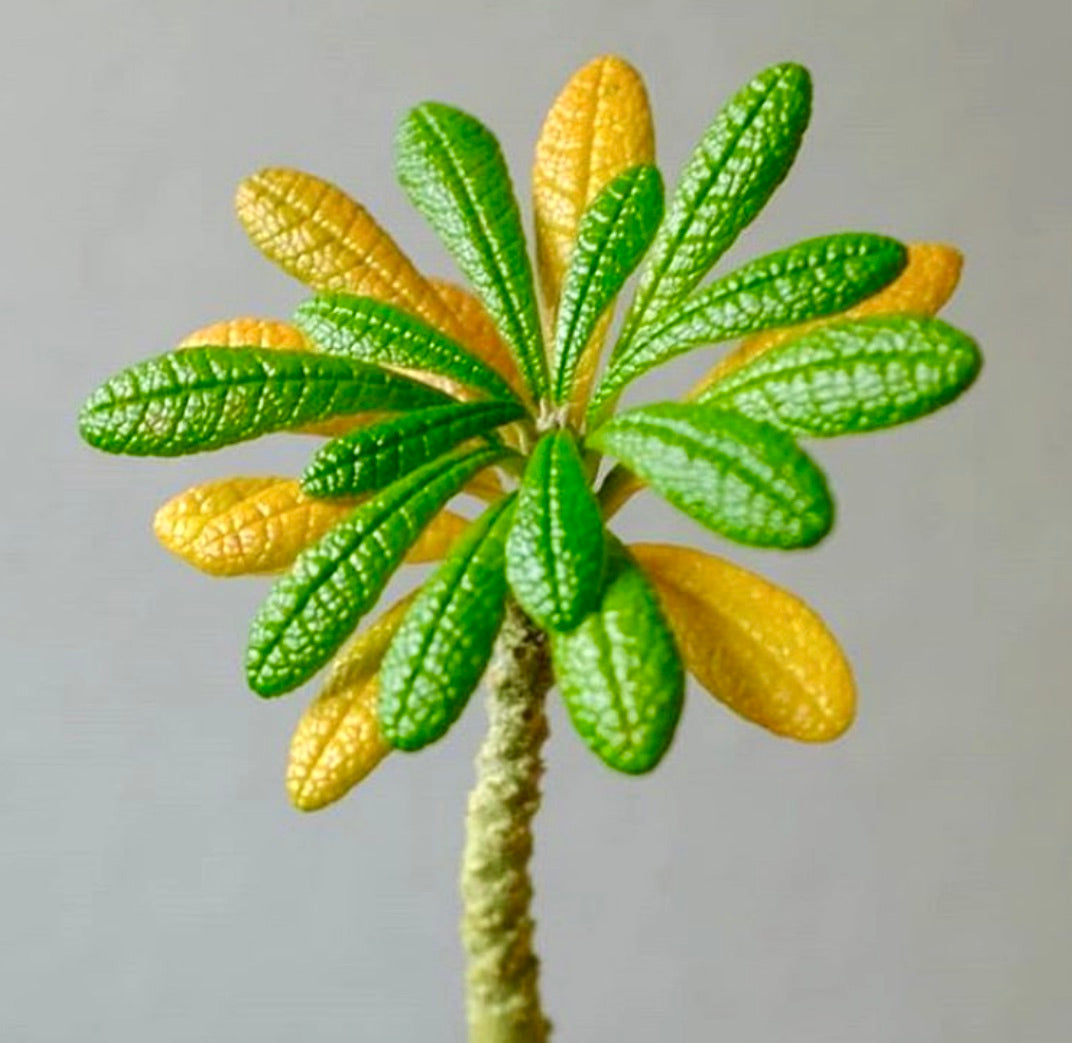 Dorstenia gigas rara succulenta con foglie verdi e gialle testurizzate su stelo spesso