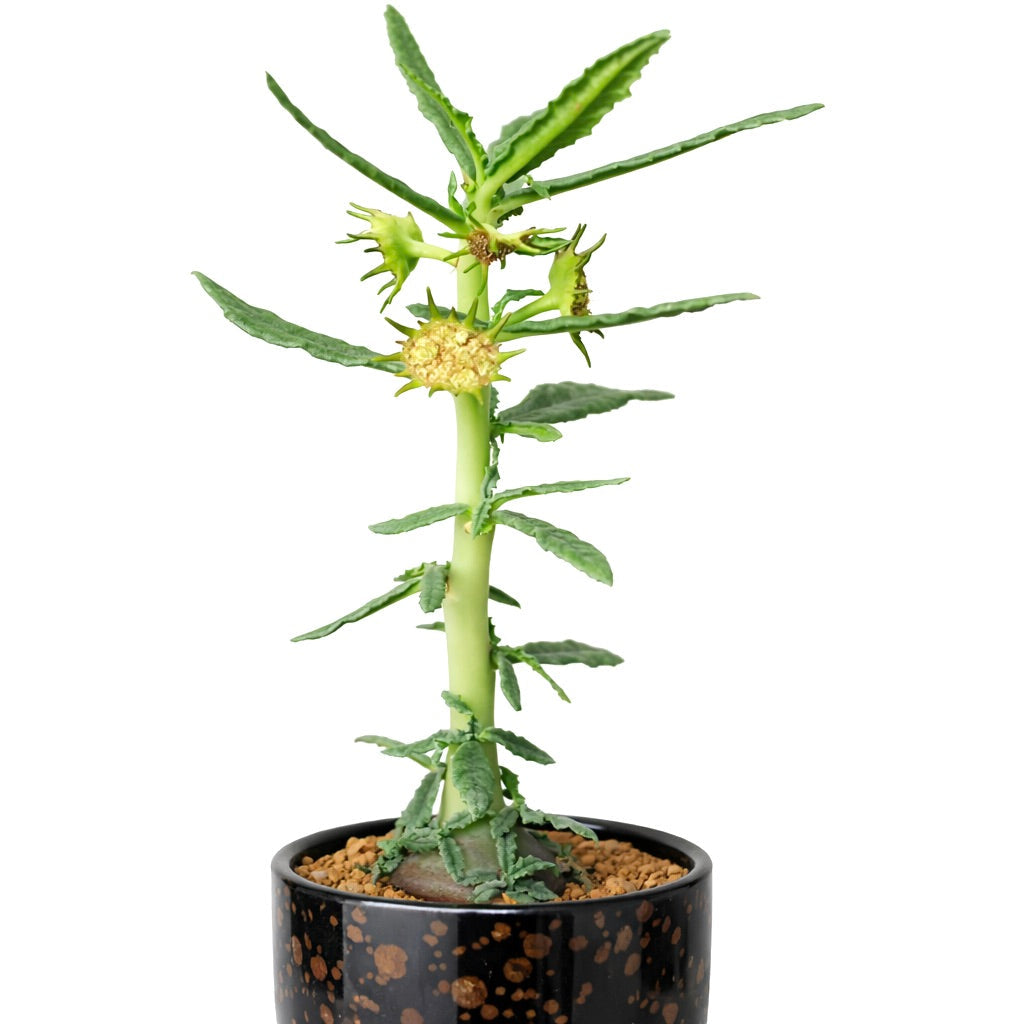 Dorstenia hildebrandtii rare succulent with spiky yellow flowers in black speckled pot