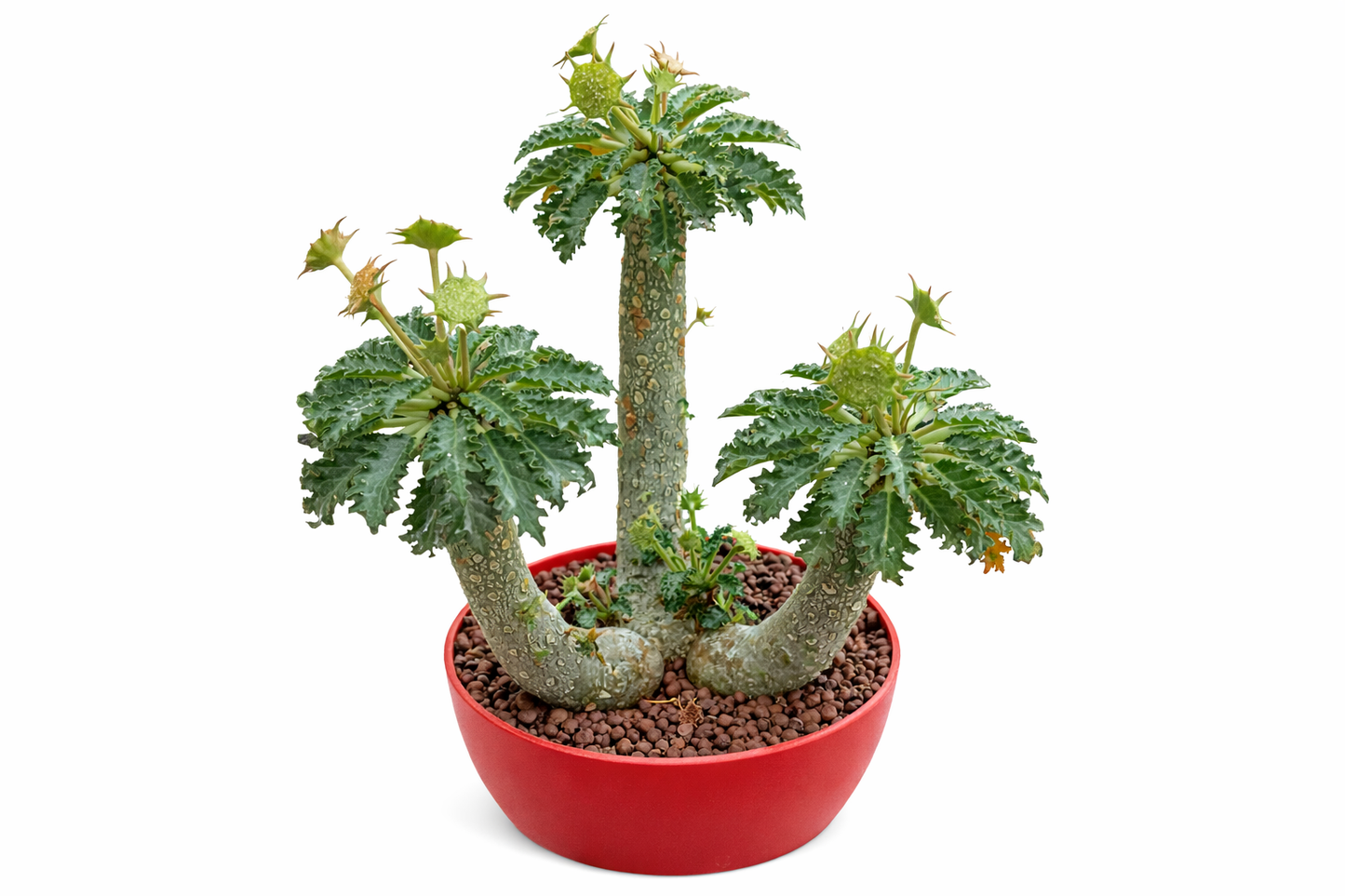 Dorstenia horwoodii rare succulent with textured stems and spiky green leaves in red pot