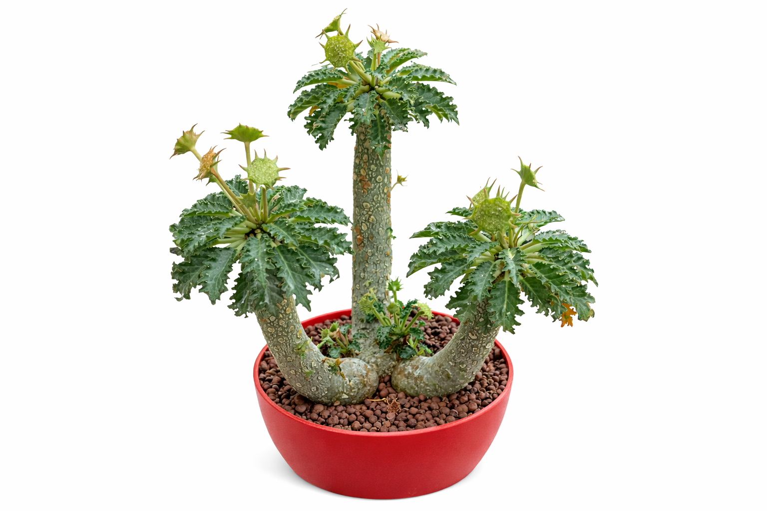 Dorstenia horwoodii rare succulent with textured stems and spiky green leaves in red pot