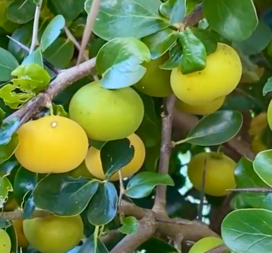 Dovyalis caffra foglie verde lucido con grappoli rotondi di frutti gialli e verdi sui rami