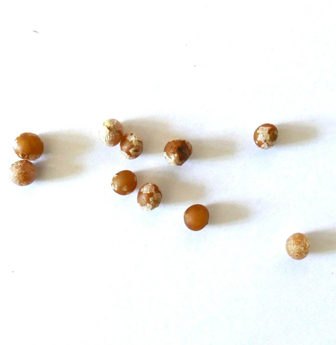 Dracaena arborea brown round seeds with textured surface on white background