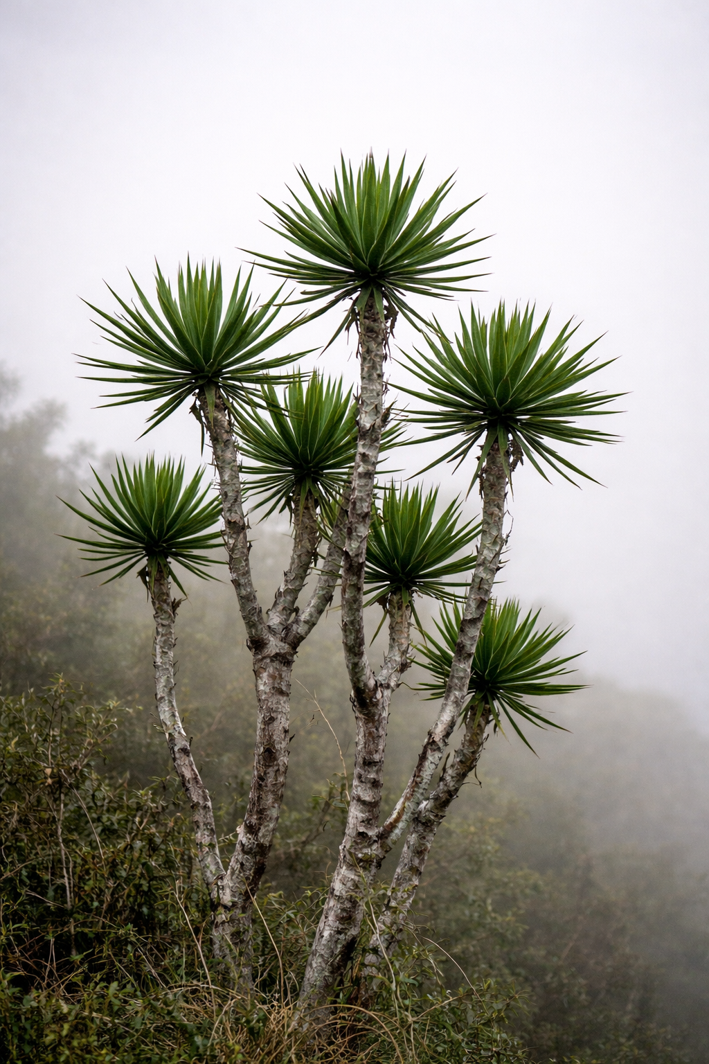 Dracaena arborea tall succulent tree with spiky green leaves and textured trunk in misty landscape