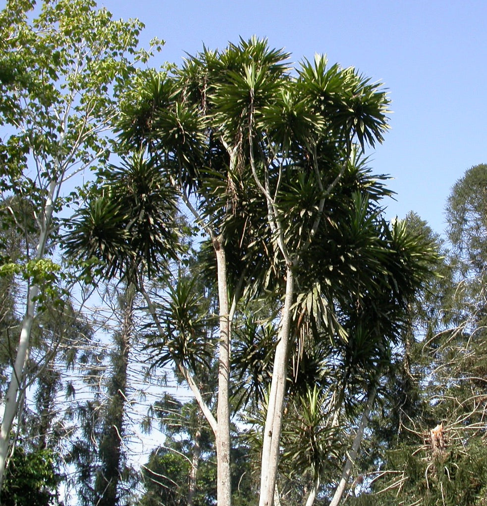 Dracaena arborea albero alto con tronchi sottili e fogliame verde appuntito contro il cielo