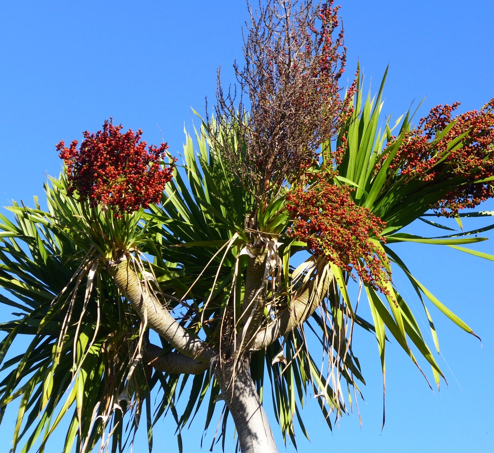 Dracaena cochinchinensis tree with spiky green leaves and red berry clusters against blue sky