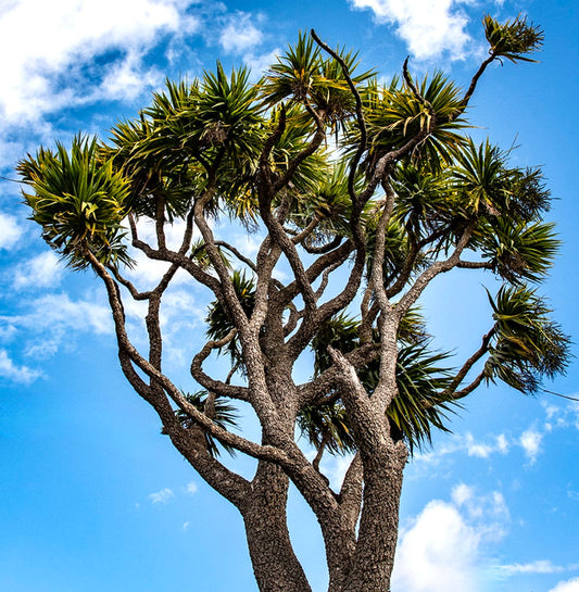 Dracaena cordyline 50-80cm | Ti plant | Hawaiian good luck plant