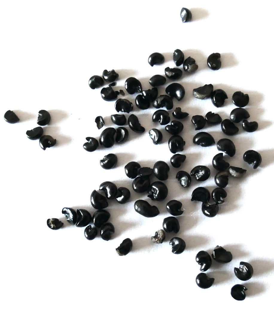 Dracaena indivisia black glossy seeds scattered on white background