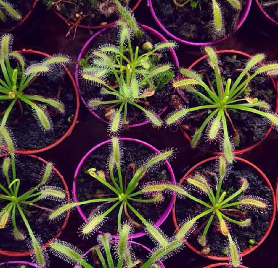 Pianta carnivora Drosera capensis con foglie appiccicose allungate in piccoli vasi