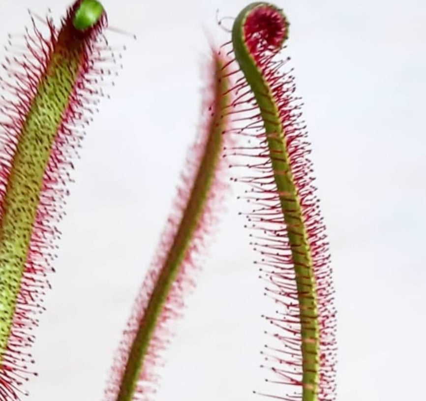 Pianta carnivora Drosera capensis con foglie verdi sottili e peli ghiandolari rossi