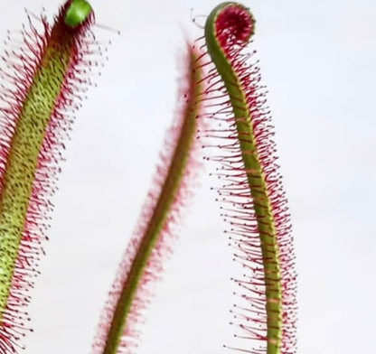 Pianta carnivora Drosera capensis con foglie verdi sottili e peli ghiandolari rossi