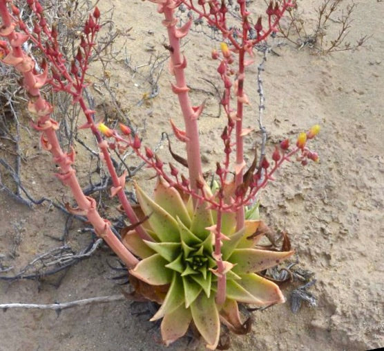 Rosetta succulenta di Dudleya acuminata con alti steli fiorali rosa in terreno secco
