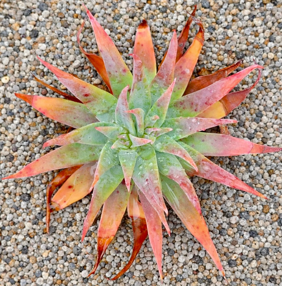 Dudleya lanceolata succulent rosette with green and reddish pointed leaves on gravel background