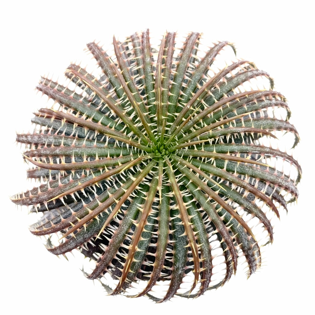 Succulenta a rosetta spinosa Dyckia delicata con foglie variegate verdi e marroni