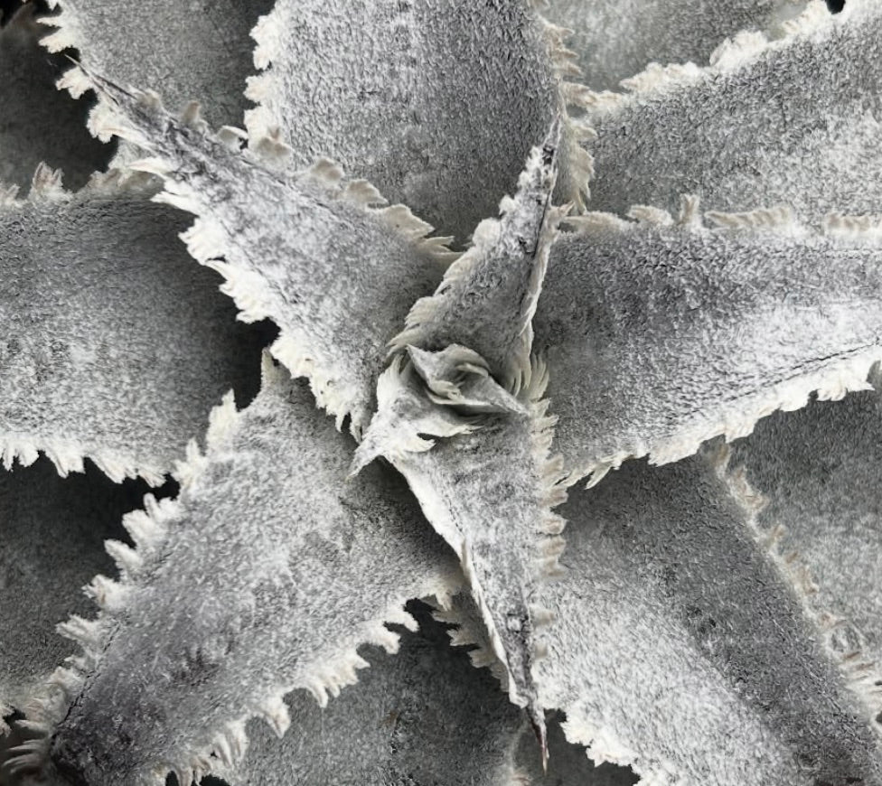 Dyckia marnier-lapostolei rare silver-gray succulent with spiky textured leaves