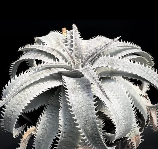 Dyckia marnier-lapostollei spiky silver succulent with textured leaves and serrated edges