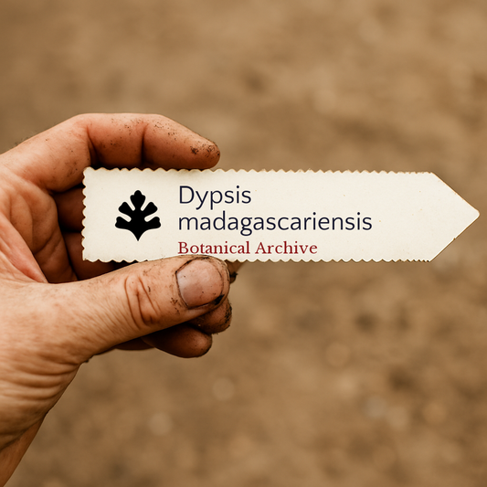 Printed plant label for Dypsis madagascariensis held by hand with soil background