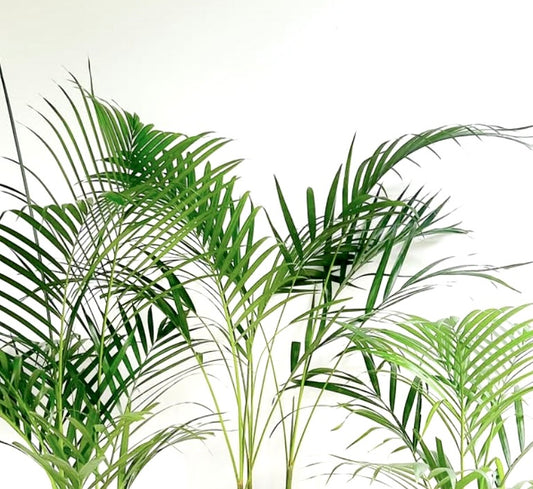 Dypsis lutescens | Areca palm | Butterfly palm
