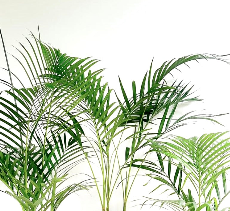 Dypsis lutescens, alta palma verde con fronde piumate arcuate e steli sottili