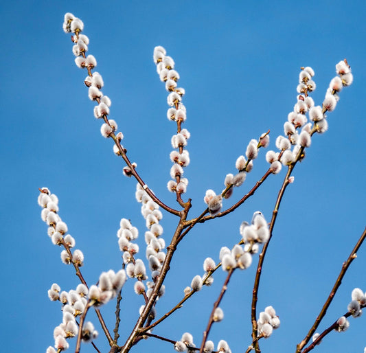 Salix caprea branches with soft white catkins against clear blue sky