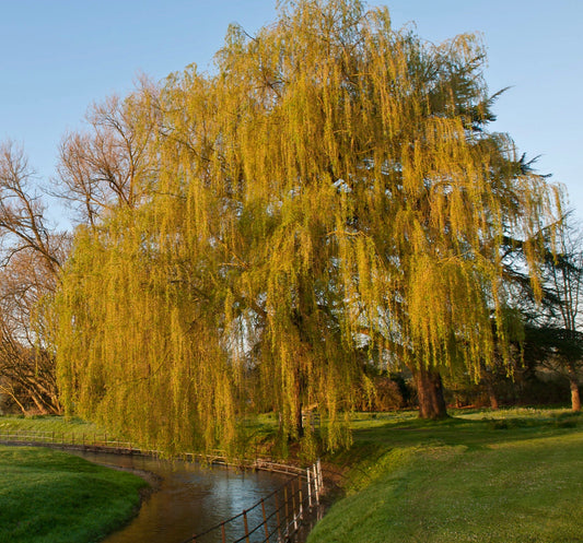 Salix babylonica weeping willow tree with long drooping branches by a stream