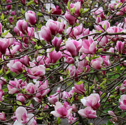 Magnolia soulangeana vibrant pink and white large cup-shaped spring flowers on branches