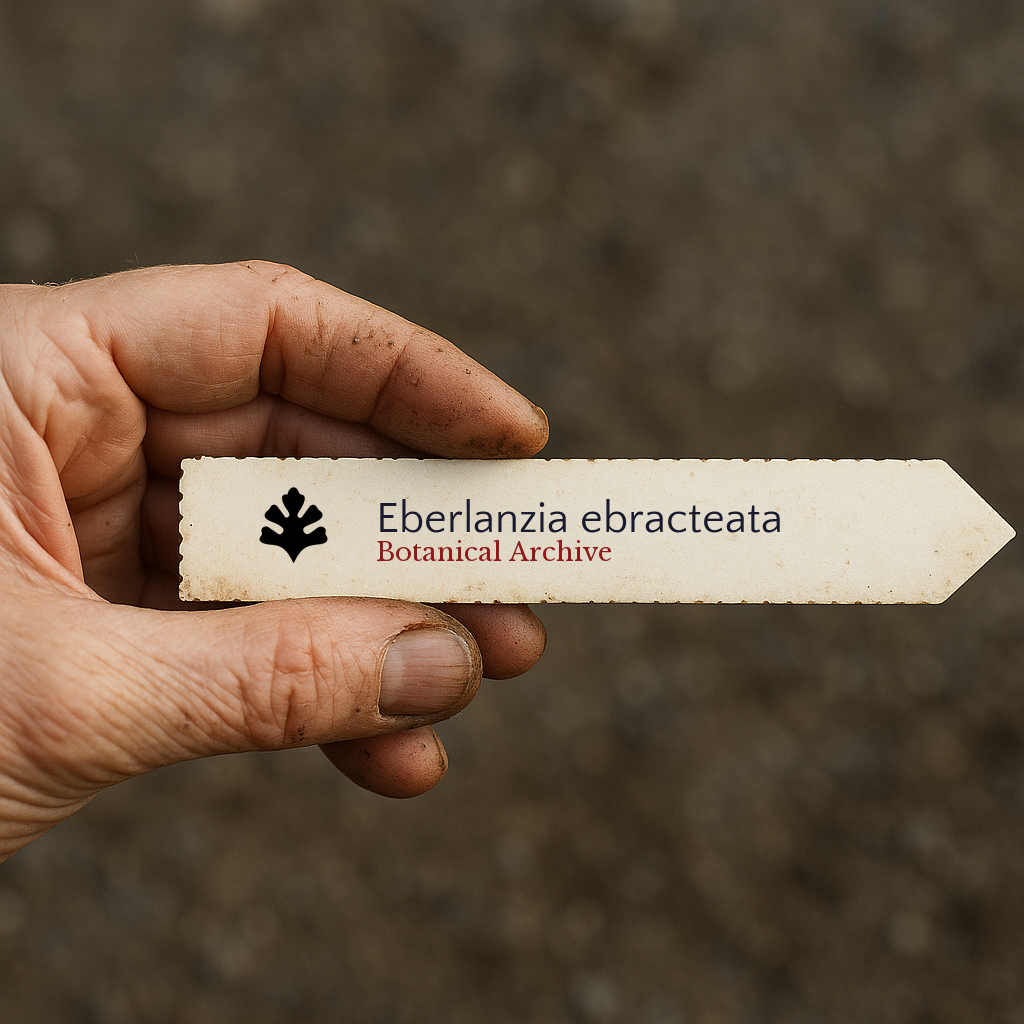 Printed plant label for Eberlanzia ebracteata held by a gardener with soil background