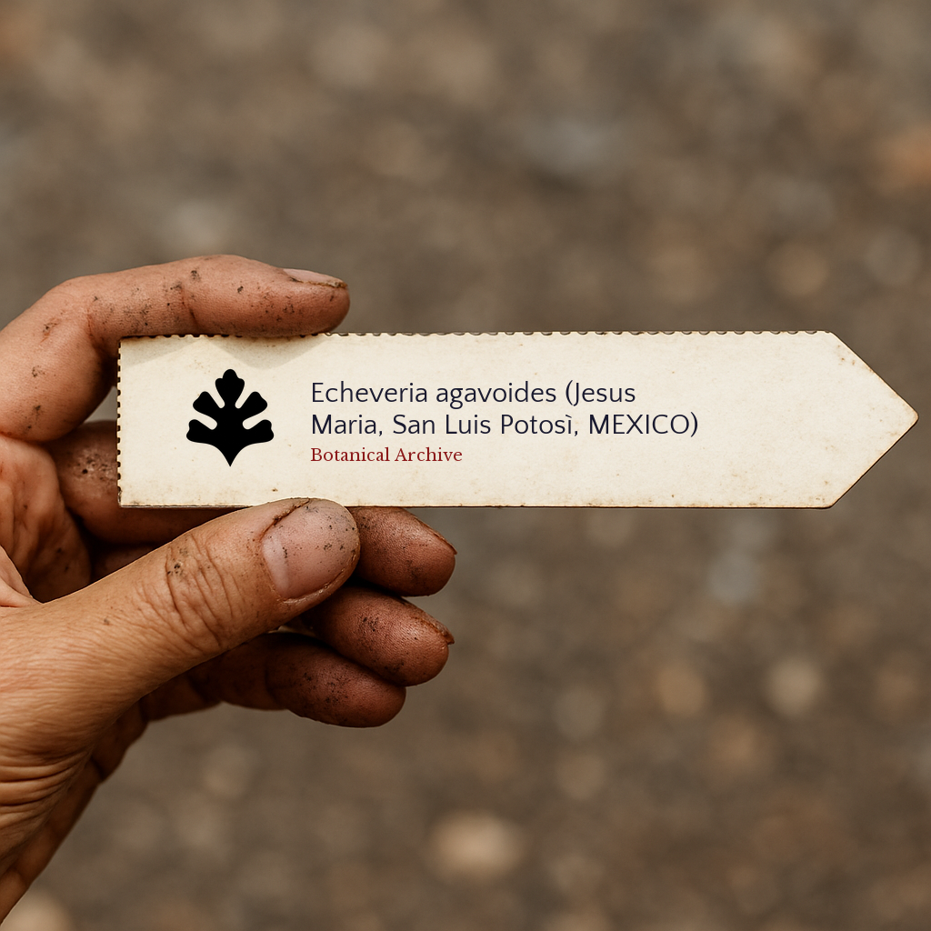 Printed plant label for Echeveria agavoides held by dirty hand outdoors