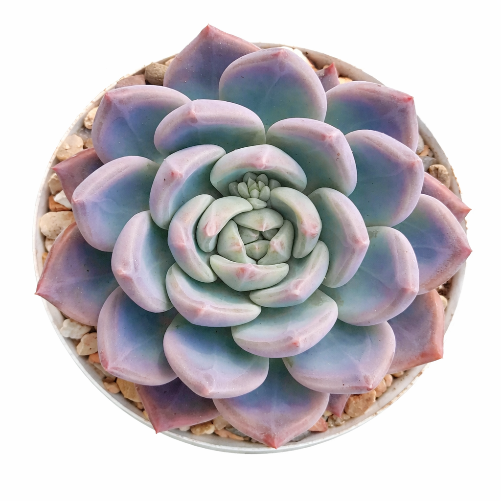 Echeveria affinis succulent rosette with pale green and purple fleshy leaves in pot