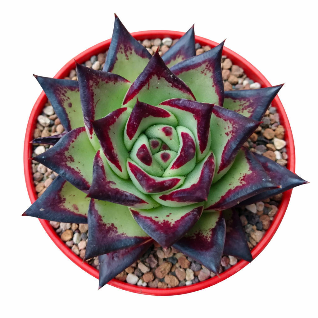 Echeveria agavoides succulenta con foglie verdi e punte rosso scuro in vaso rosso