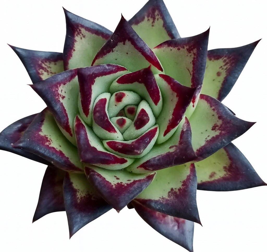 Echeveria agavoides succulent with pointed green leaves and dark red edges and tips