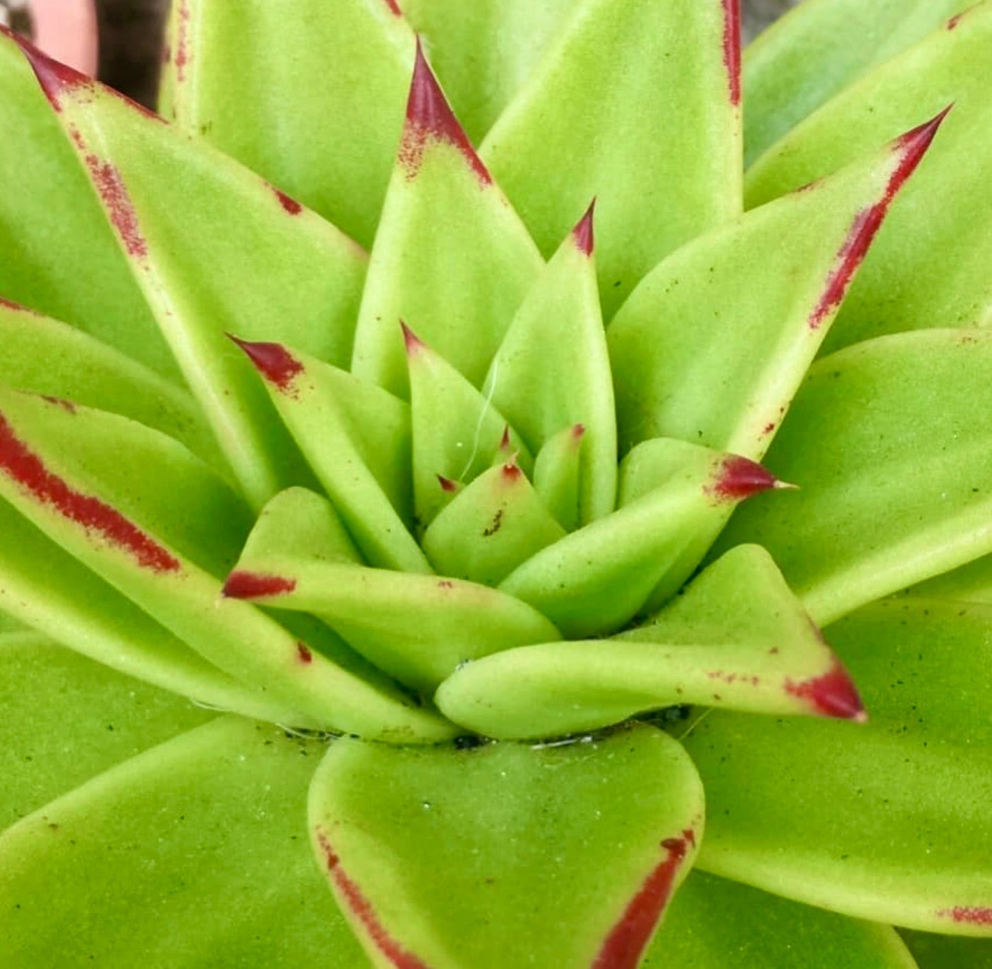 Echeveria agavoides cv MULTIFIDA succulent with bright green leaves and red-tipped pointed edges