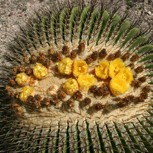 Echinocactus platyacanthus grande cactus a bacchetta con fiori gialli e spine appuntite