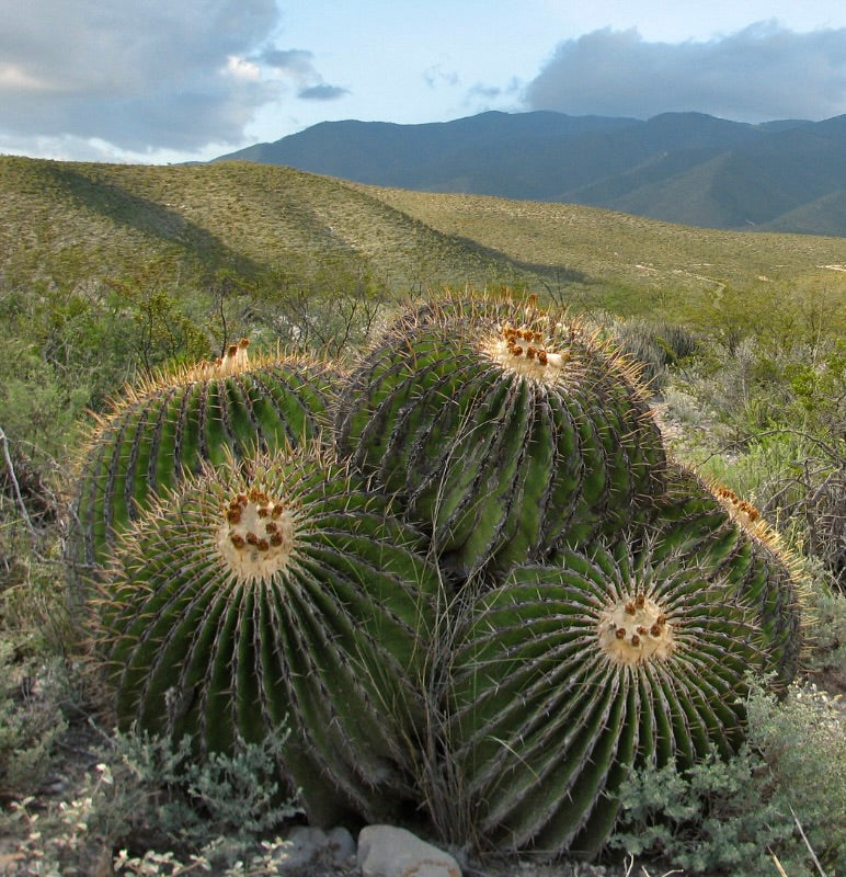 Echinocactus platyacanthus large round cactus with prominent ribs and golden spines in desert