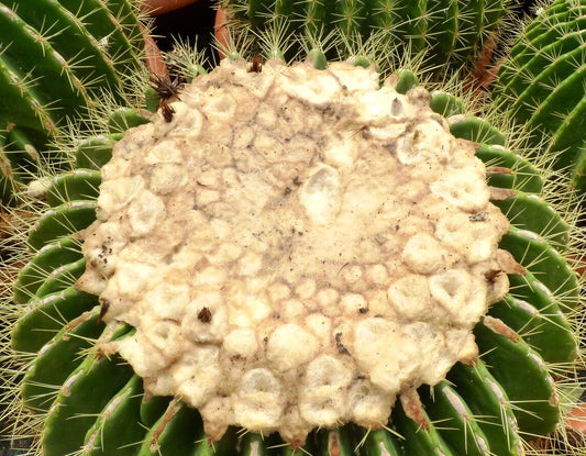 Echinocactus grusonii cv setispinus cactus with dense woolly top and sharp yellow spines